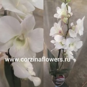Орхидея Дендробиум нобиле Санок Коконат Дрим О5 купить в Москве