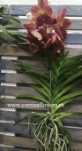 Орхидея Орхидея Ванда Бьюти еллоу спот подвесная О207 купить в Москве