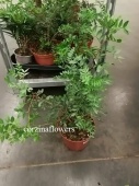 Фисташка комнатное растение KR1642 купить в Москве