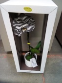 Орхидея фаленопсис Синголо Модерн О840 купить в Москве