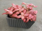 Фиоттония розовая в керамическом кашпо Заборчик KM788 купить в Москве