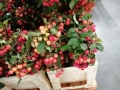 Яблоки (малус) ветки с ягодами для декора живые купить в Москве