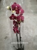 Фаленопсис гибрид орхидея О323 купить в Москве