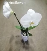 Фаленопсис Синголо дабл в керамике волна орхидея О580 купить в Москве