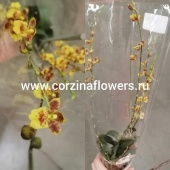 Орхидея Ховеара желтая Сансет О39 купить в Москве