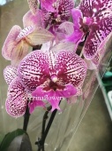 Фаленопсис биг лип Бигфут орхидея О233 купить в Москве