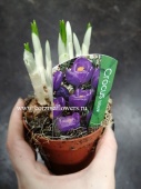 Крокус фиолетовый пророщеный в горшке OG460 купить в Москве