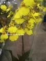 Орхидея Онцидиум или танцующая куколка купить в Москве
