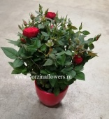 Красная роза микс в красном кашпо подарочная KM347 купить в Москве