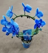 Орхидея фаленопсис голубой на круге О63 купить в Москве