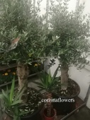 Оливковое дерево 160-180см KR1496 купить в Москве