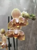Фаленопсис пелорик орхидея О270 купить в Москве