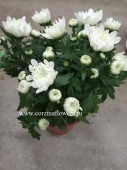 Хризантема белая кустовая в горшке OG31 купить в Москве