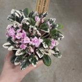 Фиалка розовая с вариегатными листьями DZ608 купить в Москве