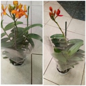 Орхидея Эпидендрум Центропеталум оранж О77 купить в Москве