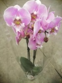 Фаленопсис Биг Лип гибрид орхидея О731 купить в Москве