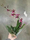 Онцидиум гибрид орхидея О556 купить в Москве