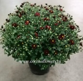 Хризантема бордовая Шар 30-40 см в горшке OG46 купить в Москве