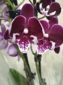 Фаленопсис биг лип гибрид орхидея О596 купить в Москве
