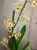 Орхидея Камбрия гибрид О900 купить в Москве
