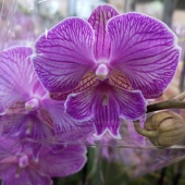 Фаленопсис Биг Лип Болджери орхидея О1002 купить в Москве
