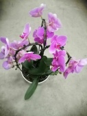 Фаленопсис микс каскад подарочный в керамике орхидея KM689 купить в Москве