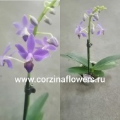 Орхидея Доритаенопсис Апозия Аида О53 купить в Москве