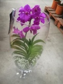 Ванда Пинк в стекле Шампань орхидея на подарок KM694 купить в Москве