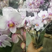 Орхидея Фаленопсис Литтл Леди мини О120 купить в Москве