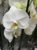 Фаленопсис белый Токио орхидея O335 купить в Москве