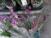 Онцидиум Рейна Катарина орхидея О924 купить в Москве