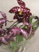 Камбрия орхидея О263 купить в Москве