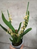 Онцидиум гибрид орхидея О696 купить в Москве
