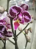 Фаленопсис гибрид орхидея О607 купить в Москве