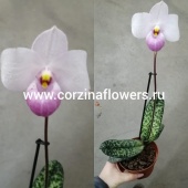 Орхидея Пафиопедилум розовый Деленати O188 купить в Москве