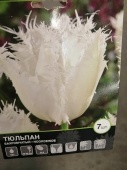 Тюльпан бахромчатый Нурдейнде луковицы L353 купить в Москве