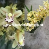Орхидея Цимбидиум Желто-зеленый О194 купить в Москве