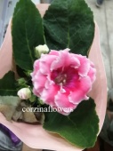 Глоксиния розово-белая махровая растение DZ471 купить в Москве