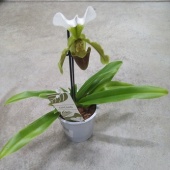 Орхидея Пафиопедилум Леанум O31 купить в Москве