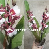 Камбрия Мильтонидиум Бартли Шварц орхидея О345 купить в Москве