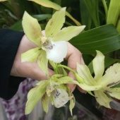 Зигопеталум желтый гибрид орхидея О974 купить в Москве