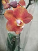 Орхидея Фаленопсис Горизонт О49 купить в Москве