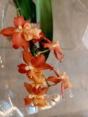 Орхидея Камбрия гибрид О907 купить в Москве