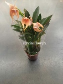 Масдеваллия оранжевая Аквариус орхидея О237 купить в Москве