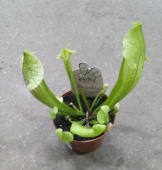 Саррацения Ева хищное растение KR3343 купить в Москве