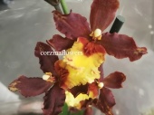 Камбрия Кататанте орхидея О260 купить в Москве