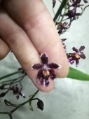 Онцидиум гибрид орхидея О697 купить в Москве