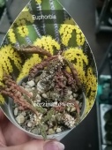 Эуфорбия Декари кактус KR1489 купить в Москве