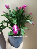Декабрист кудрявый шлюмбергия темно-розовый кактус KR2114 купить в Москве