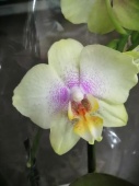 Фаленопсис гибрид орхидея О520 купить в Москве